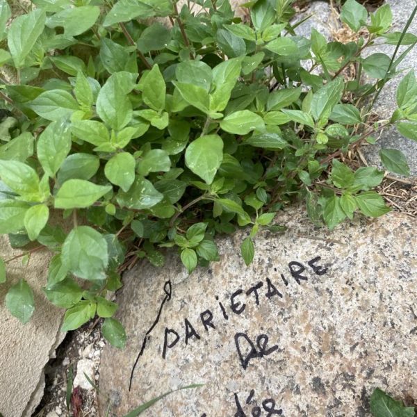 035aa663-7aff-45fb-8d47-fe270d7c81c1