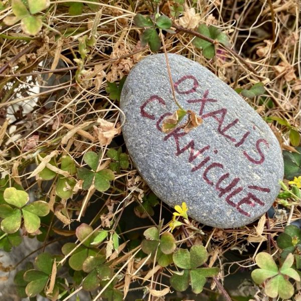 174954c7-dcee-43e4-9378-2c64d867a0dc