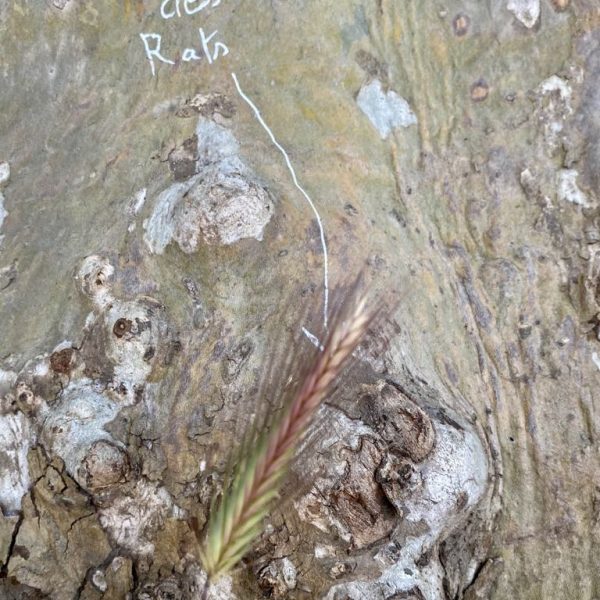 8c2c4fde-1d75-4daa-9968-12f22bff285b